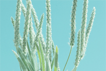 在线短信云呼网